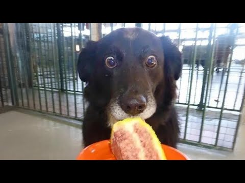 Les chiens sont de véritables roi du drame quand il s'agit de nourriture 🤣 Les vidéos de chiens les plus drôles de 2025