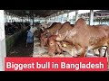 Biggest Bull Farm In Bangladesh Cow Farm 2022