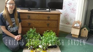 How I Got FREE VEG PLUGS From Wyevale Today! Get Down There This Weekend!