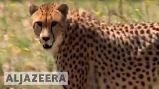 Inside Story - Saving endangered species