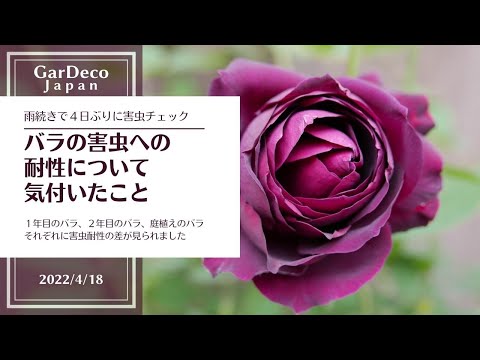 ガリカについて詳しく解説