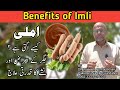 Benefits Of Imli Imli K Fayde How Imli Is Grown Health Benefits Of Imli Imli Business Idea