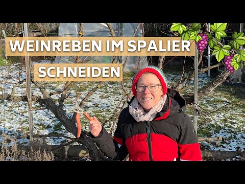 Weinreben schneiden im Spalier 🍇 Meine Tipps zu Pflege & Düngung I So mache ich es mit Erfolg 😃