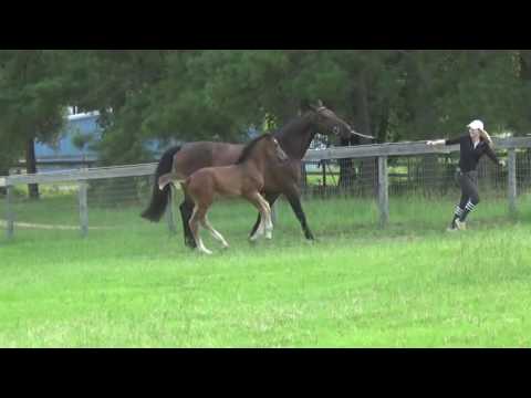 KWPN Colt Lavantos Blu (Balou du Rouet x Burggraaf)