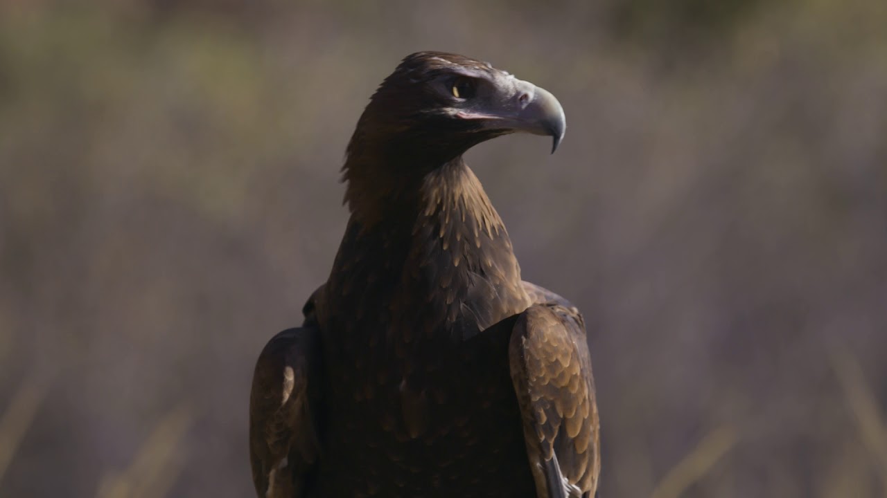 Visit nature and wildlife in the NT