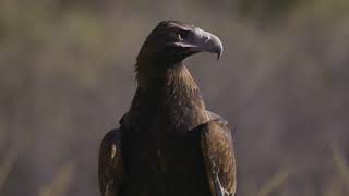 Visit nature and wildlife in the NT