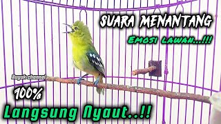 Download lagu Burung Sirtu Cipoh Gacor Suara Menantang Emosi Lawan Jamin 💯% Langsung Emosi Nyaut✅️ mp3