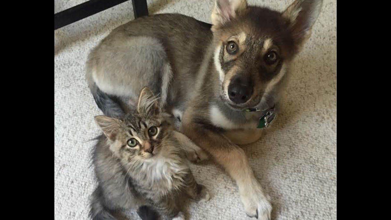 保護施設で子猫に一目惚れした飼い犬。子猫を家族に迎えると驚くほど可愛い姿を見せてくれた！