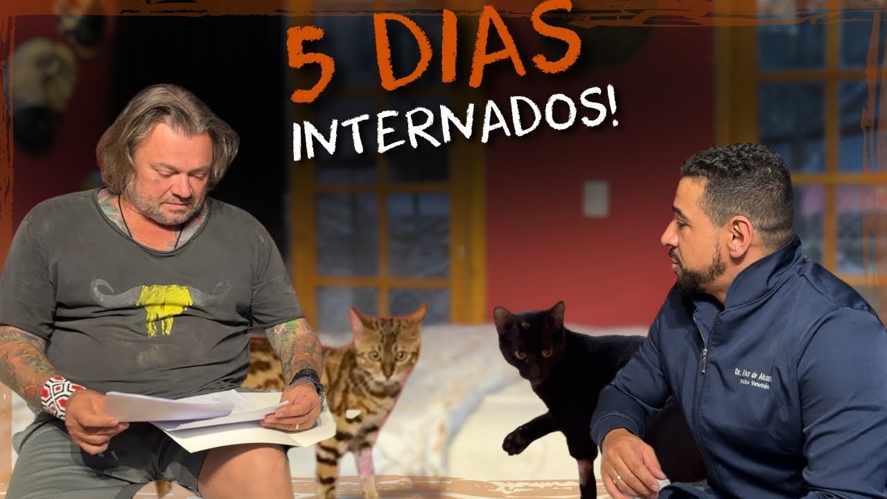 NOSSOS GATOS FICARAM 5 DIAS NO VETERINÁRIO! | A CASA DOS BICHOS