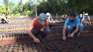 Baracoa: Producirán más de un millón de posturas de árboles frutales