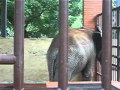MVI 4408 Avi ELEPHANT ROAMS WITH SWiRLiNG LONGEST NOSE
