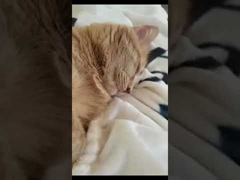 Lol my mom took this video of my cat snoring 😂