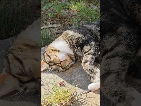 #cat #alphonso ##cats #funnyanimals #sunshine #subscribe #cute #funnycats #youtuber