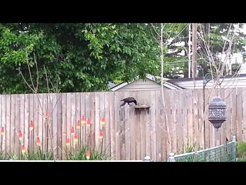 Crow Visiting Shelf Feeder for Peanuts