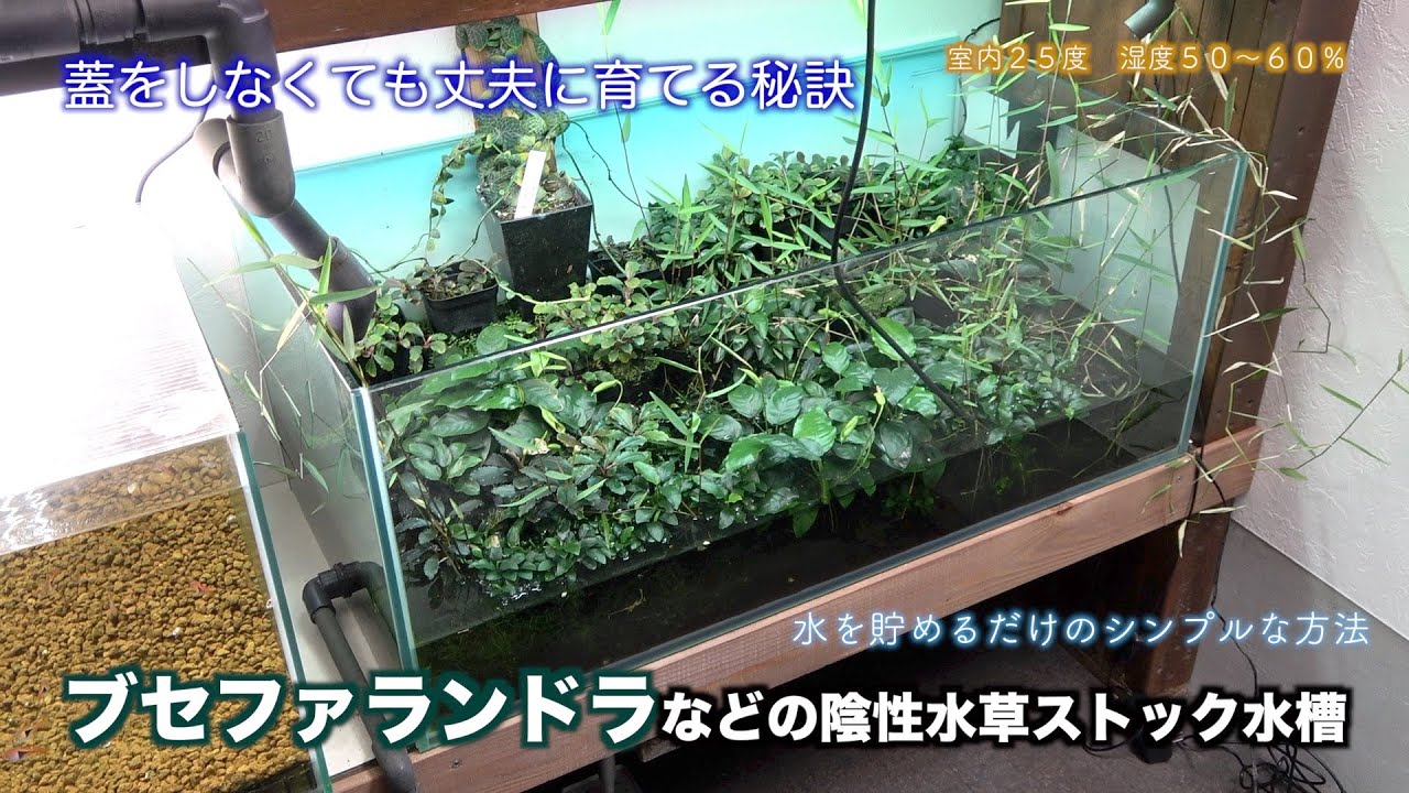 蓋をしなくても簡単に丈夫に育つブセファランドラの育て方