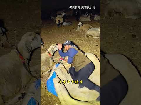 牧羊人睡觉 #知识渊博#explore