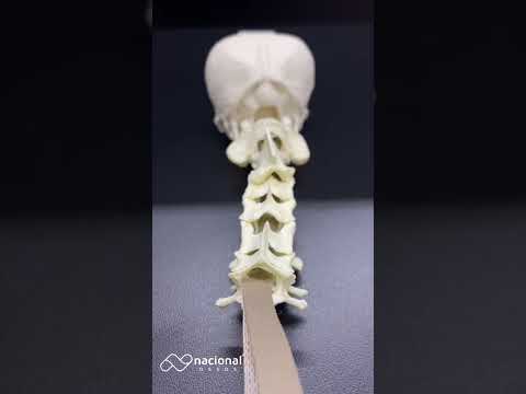 COLUNA CERVICAL COM OCCIPITAL - CÃO PEQUENO PORTE - cód. AV435