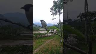 Download lagu SUARA KUTILANG MAU TIDUR SPER GACOR #burungkutilang #pikat #short mp3