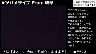 ツバメライブ(3日目)