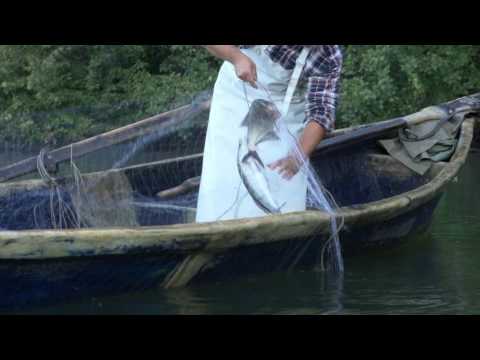 "W służbie natury" - Sandacz (Sezon 2015)