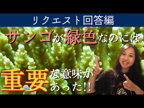 褐虫藻について詳しく解説