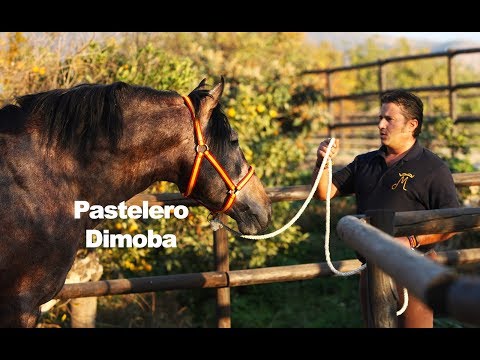 Pastelero Dimoba (Trabajo a la mano-15-12-2018)