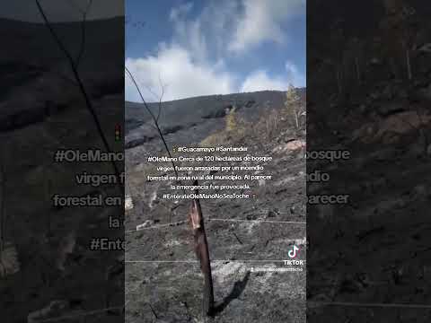 🚦#Guacamayo #Santander Cerca de 120 hectáreas de bosque virgen fueron arrasadas por un incendio.