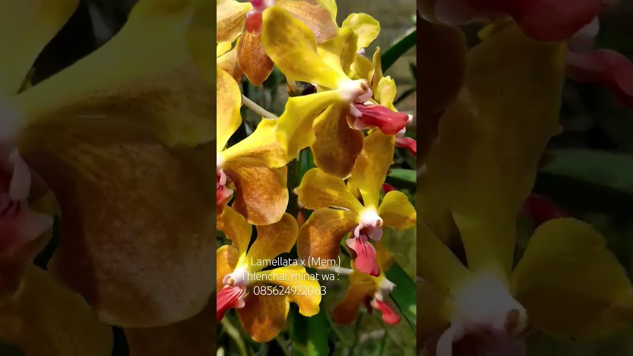 Vanda MV Tannins ‘Kirk’ #anggrek #flowers #orchid #shorts