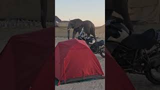 Wild elephant invades campsite #shorts #botswana #overland