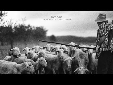Videos de bodas // Ovejas - Boda Ana y Carlos // Bergasa // La Rioja