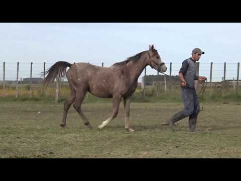 Lote BH SHAREEN