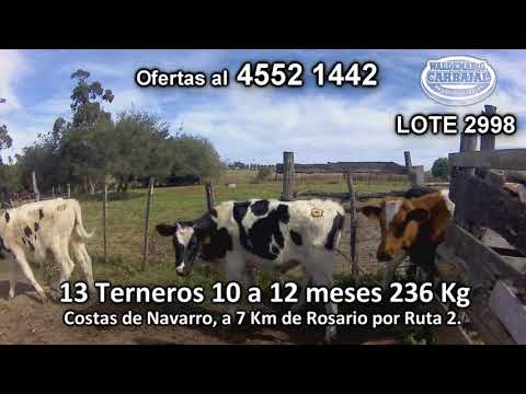 Lote 13 Terneros 10 HO - 2 HO/ NO - 1 KIWI 236 Kgkg -  en Costas de Navarro, a 7 Km de Rosario por Ruta 2.