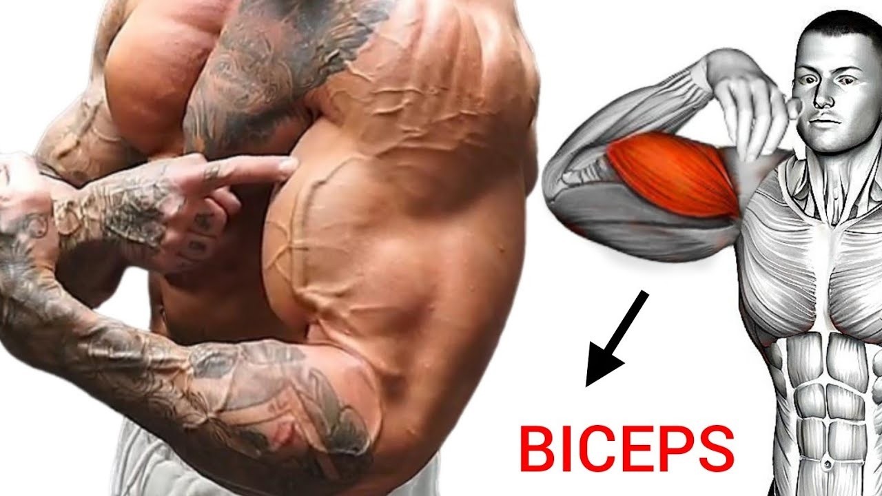 99% Skip These Brutal Biceps Exercises – That’s Why They Stay Small