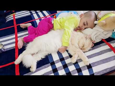 Dhanshree and fairy bonding | RARA | my cat babies | comment reply