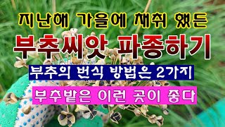 [텃밭농부 1,820]  지난 가을에 채취 해 뒀든 부추씨앗을 파종하는 방법. #부추재배