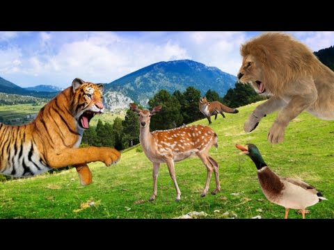 THE WILD SIDE OF ANIMALS 8K ULTRA HD - The Greatest Animal Fights