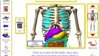 Human Human