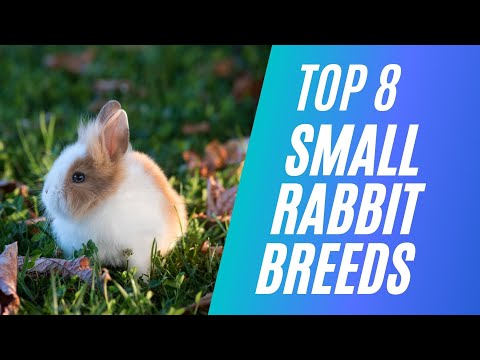 Top 8 Small Rabbit Breeds