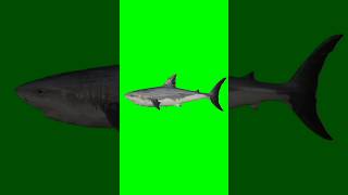 Download lagu Shark 🦈 green screen #greenscreen #effect #shortvideo #free #viral #4keffects #shark #viralvideo mp3 Download lagu Shark 🦈 green screen #greenscreen #effect #shortvideo #free #viral #4keffects #shark #viralvideo mp3