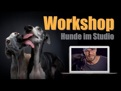 Workshop - Hunde im Studio fotografieren  - Hunde Fotografie