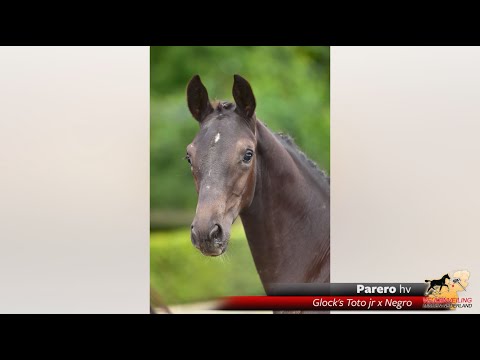 Parero (Glock's Toto jr x Negro)