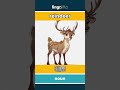reindeer - 驯鹿 video thumbnail