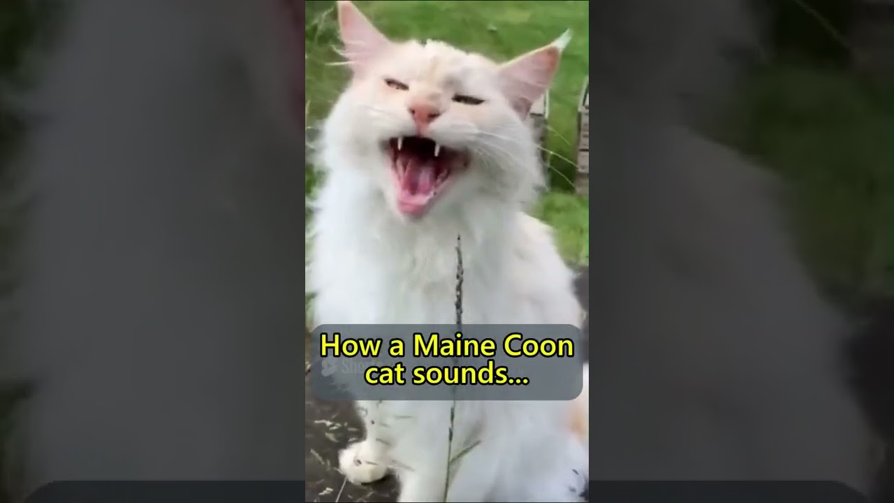 Are Maine Coon meows different to ordinary cat meows? #catlover #cutecat #meows