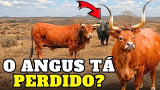 Uma Raça Antiga de Portugal Poderia Competir Com o Angus?