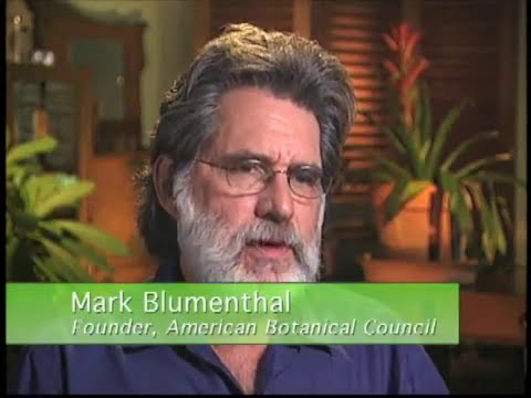 Herbal Insight: Does Echinacea Work?