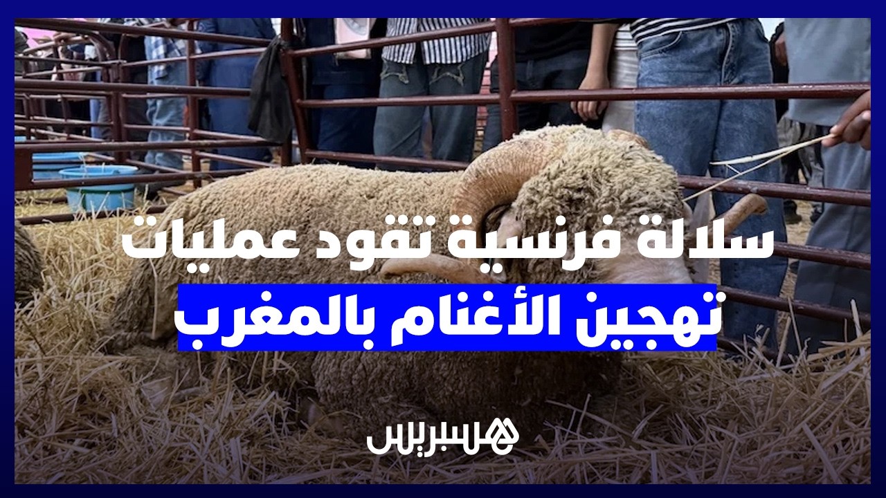 "ميرينوس بريكوس".. سلالة فرنسية تقود عمليات تهجين الأغنام بالمغرب thumbnail