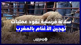 "ميرينوس بريكوس".. سلالة فرنسية تقود عمليات تهجين الأغنام بالمغرب thumbnail