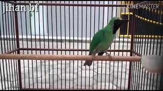 Download lagu Cucak ijo isian lovebird ( donny k ) mp3