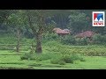 Wild Elephant Disturbs Normal Life In Wayanad Manorama News