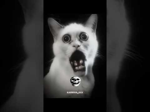 scary cats ☠️💥 | part 2 #scary #cats #viralshorts #kamriyaxxx